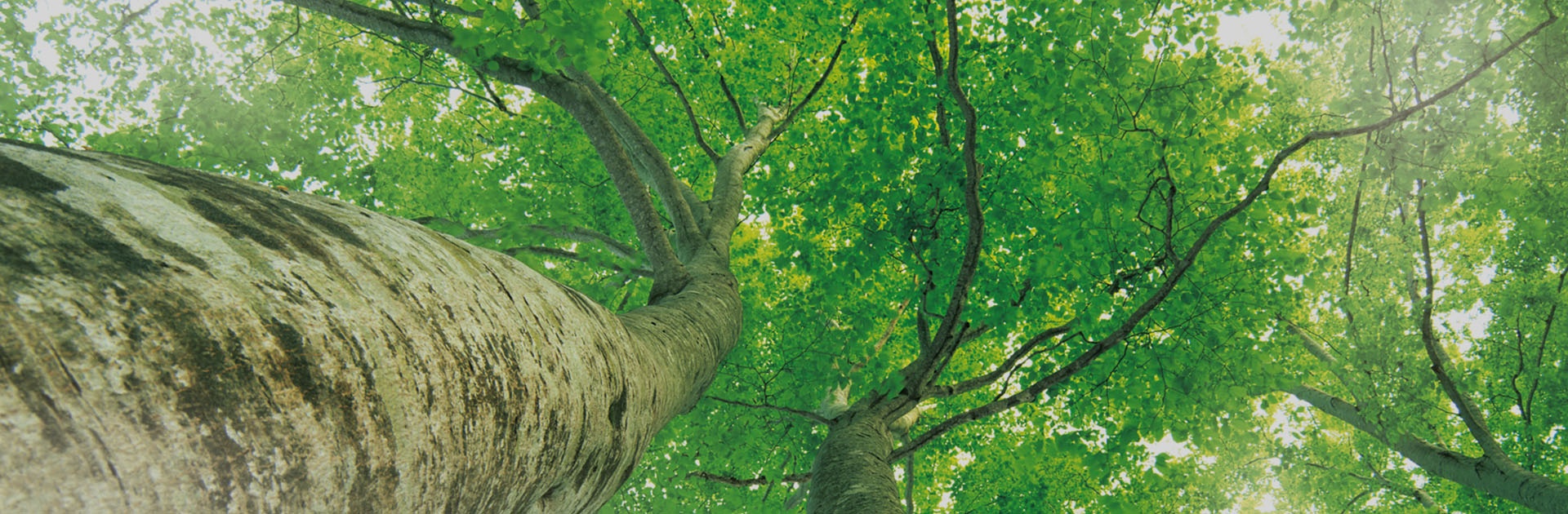 MG不朽情缘(中国区)官网首页